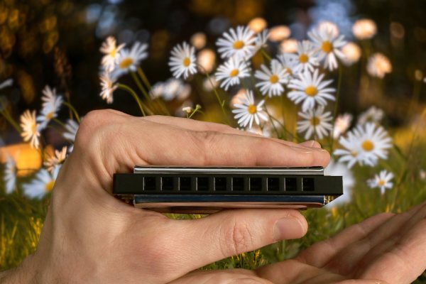 Mundharmonika in Hand vor Wiese mit Gänseblümchen