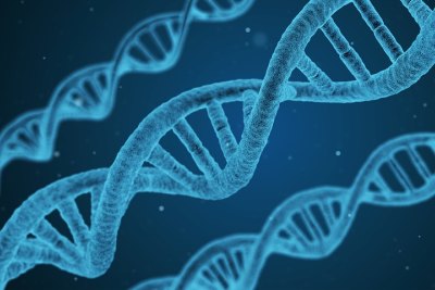 dna erbgut gene veranlagung talent