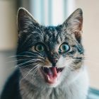 mundharmonika ziehton quietscht kaputt katze haare zu berge