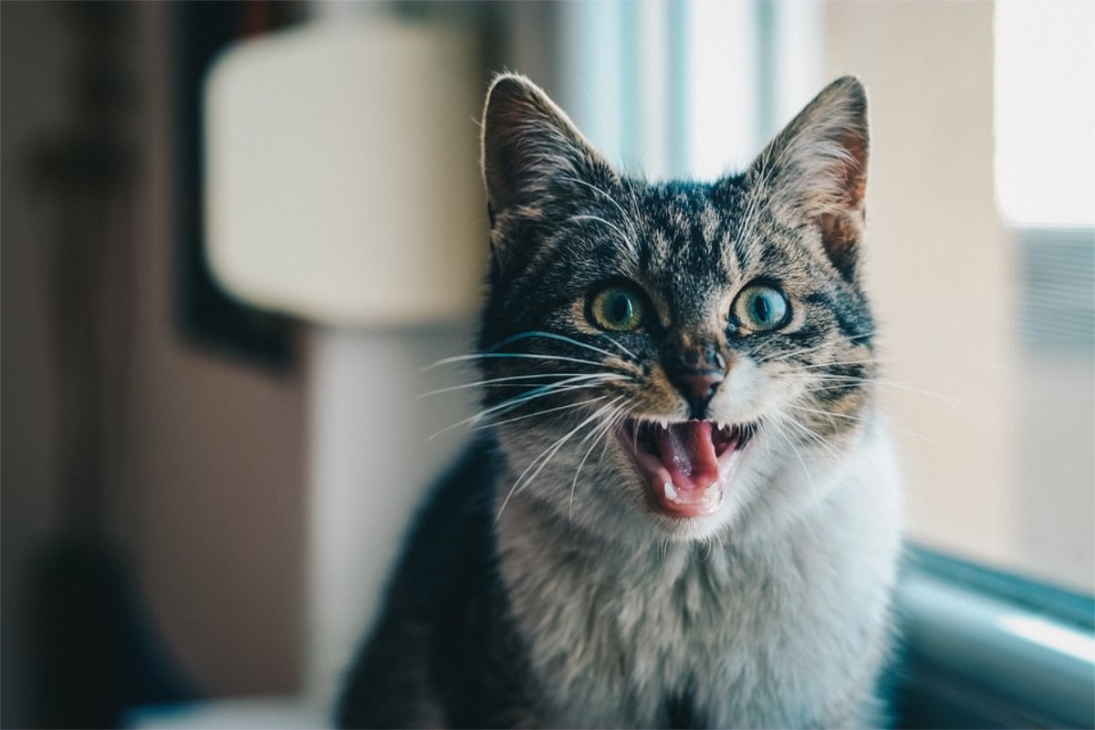 mundharmonika ziehton quietscht kaputt katze haare zu berge